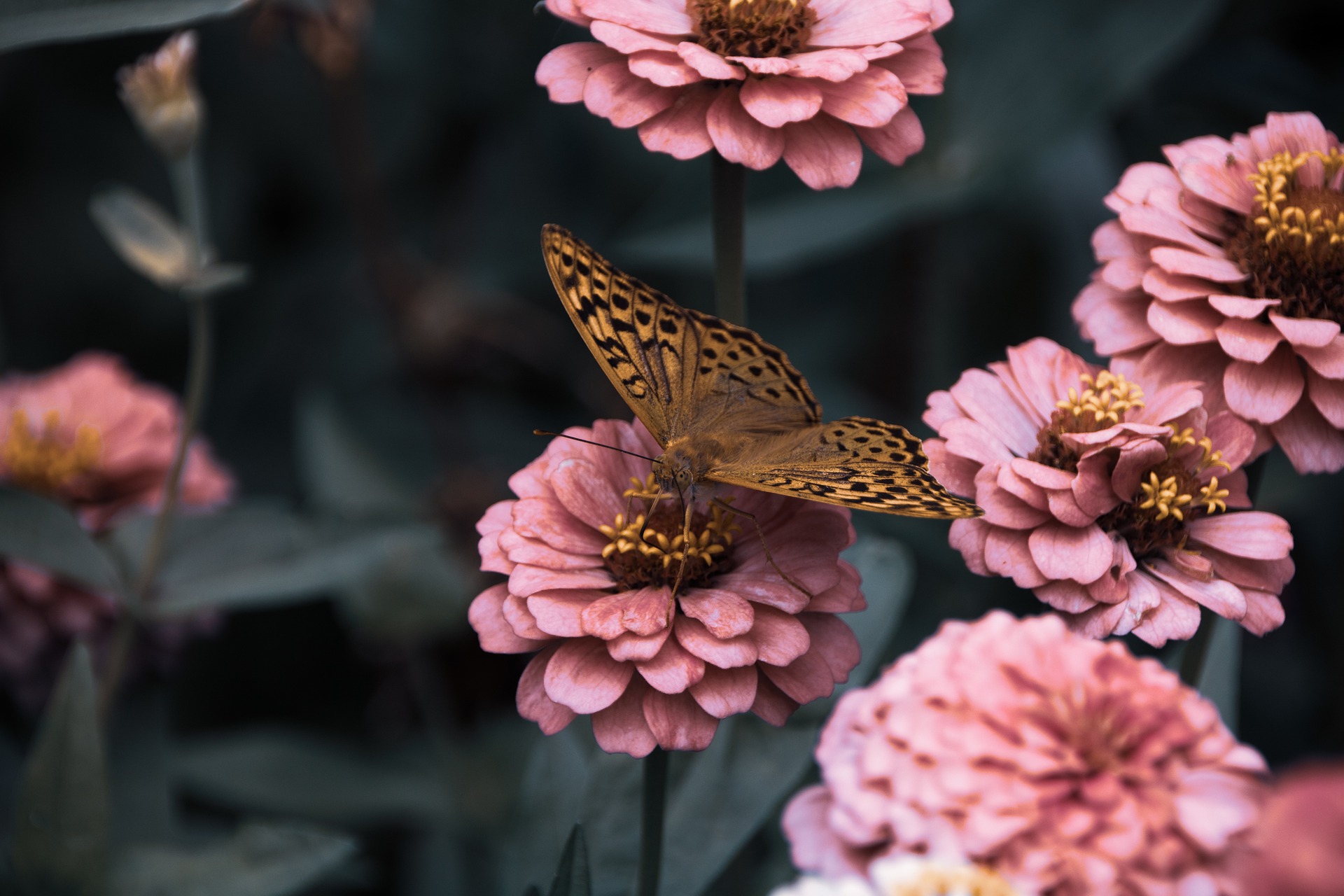 efecto mariposa